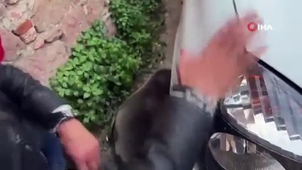 Görenler hayrete düştü. Yolunu kaybeden fok kendini Ayvalık'ta buldu