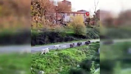 Domuz sürüsüne köpekler saldırdı