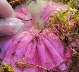 Let's explore the beauty of mushroom world together!