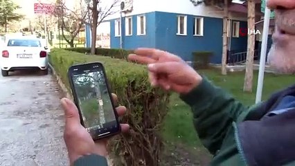 Domuz sürüsü ile köpeklerin nefes kesen karşılaşması 