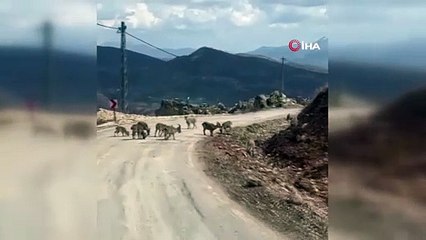 Tunceli’de karayoluna inen yaban keçileri görüntülendi