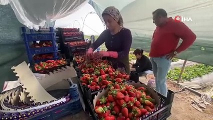 Kilosu 26 TL. 45 gün beklenip 6 ay hasat yapılıyor