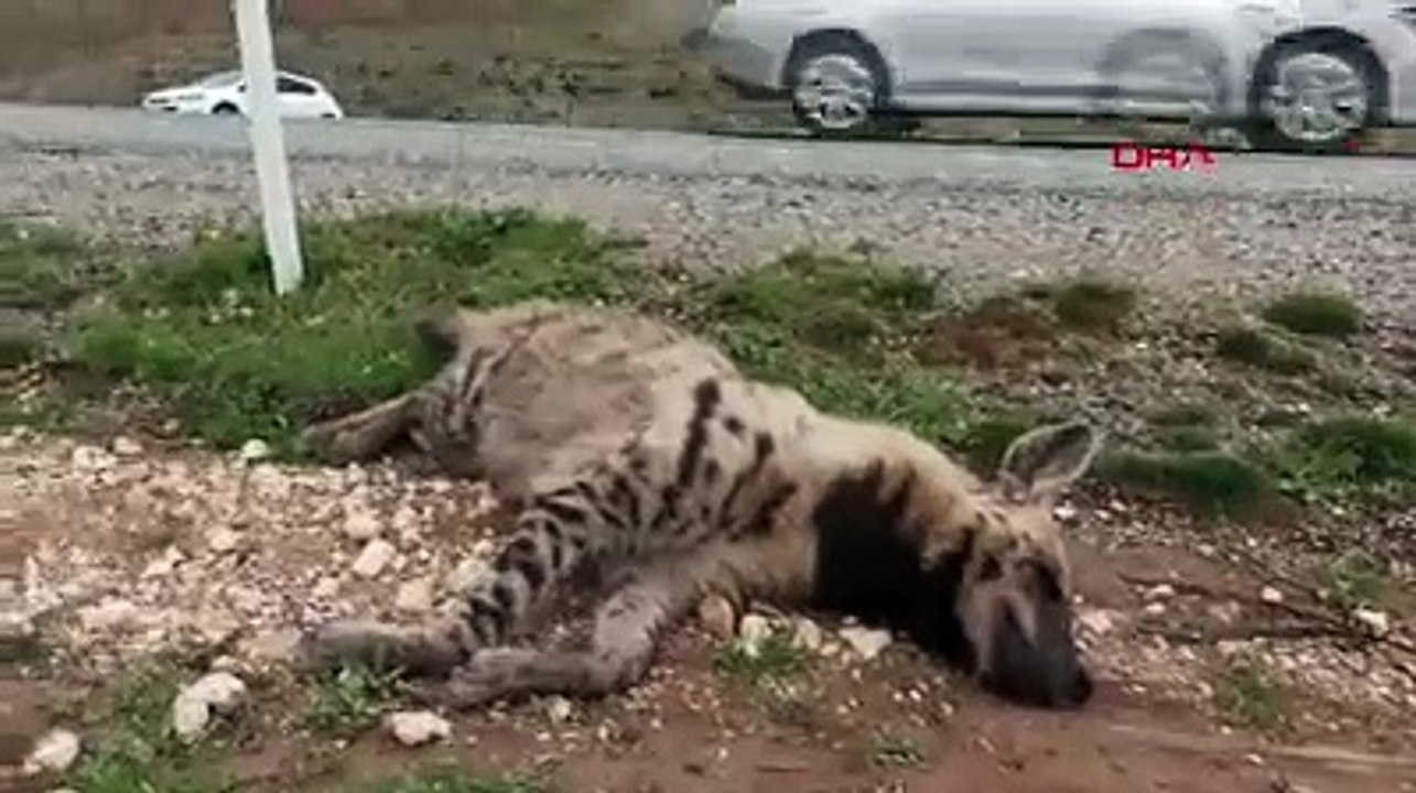 Nesli tükenmekte olan hayvan telef olmuş halde bulundu