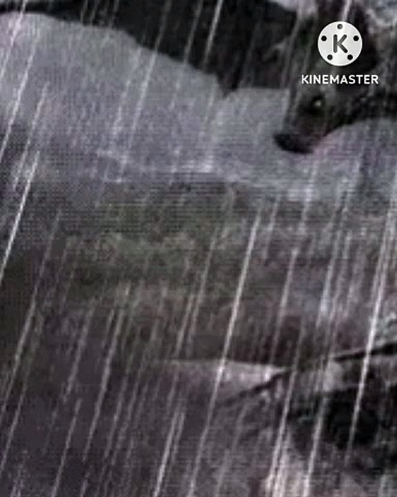 A dangerous night rain
