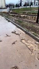 Selin vurduğu Şanlıurfa'yı yılanlar bastı 