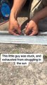 Man Rescues Little Mice Stuck in Door Frame