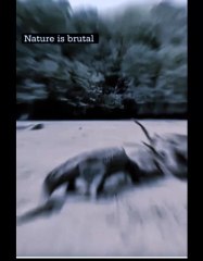 Wild animal  earth nature is so brutal .