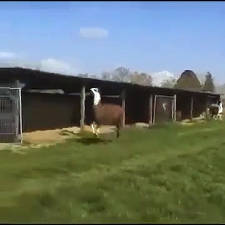 Lama_Tanz /entertainment