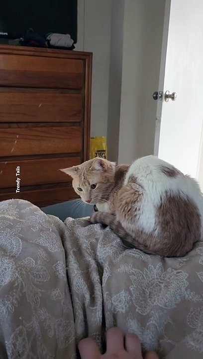 Play with cat