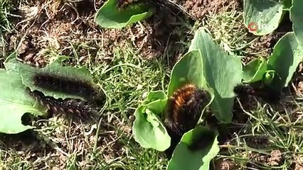 Bir köy ayağa kalktı. Her yeri istila ettiler