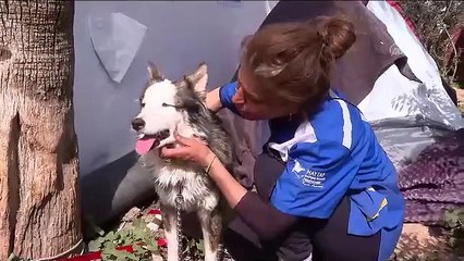 23 gün sonra mucize. Aleks adlı köpek enkazdan kurtarıldı