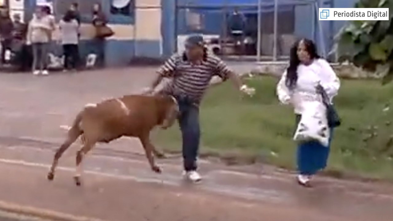 El carnero se vuelve loco y embiste como un toro a todo lo que se mueve