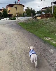 Öykü Gürman acı haberi duyurdu. 17 yıl ailemizin en kıymetlisiydin