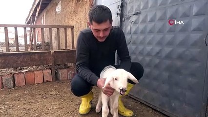 Deprem günü doğan kuzu anne diye meliyor
