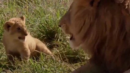 When fierce animals are compassionate mothers