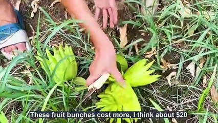 Buddha's Hand Fruit Harvesting and Why Buddha's Hand Citron Is So Expensive