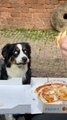 Dog's Pupil Dilate While Watching Person Move Pizza Slice