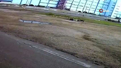 10 başıboş köpek yaşlı kadına saldırdı. Daha ne kadar bu soruna kayıtsız kalınacak