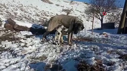 Kuzunun süt annesi kangal köpeği oldu