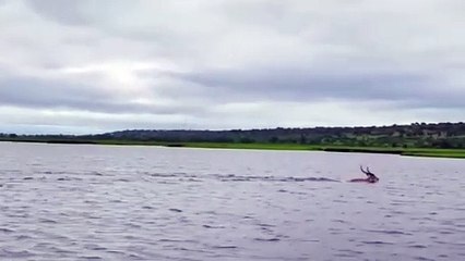 Nehirde timsah ve geyiğin nefes kesen kovalamacası