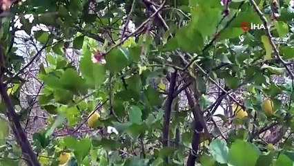 Mevsimler şaştı. Kış ortasında ağaçlar meyve verdi