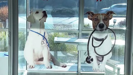 Evcil hayvanı olan herkesi ilgilendiriyor. Yarın son gün