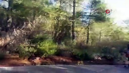 Kahraman şoför 25 turistin hayatını kurtardı 