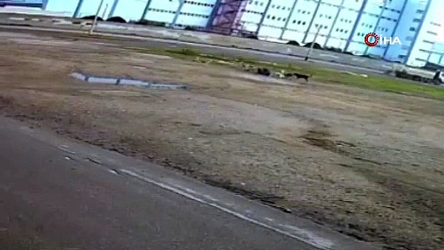Sokakta yürürken başıboş köpeklerin saldırısına uğradı: Ölümden döndü