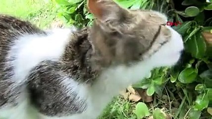 Kediyi dakikalarca futbol topu gibi tekmeledi. Bunu yapana ne denir?