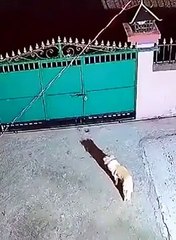 Evin köpeğini yemek için götürdü. Bahçeye atladığı gibi kaptı