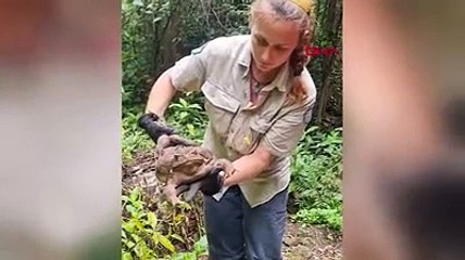 Parkta 2.7 kiloluk dev kurbağa bulundu