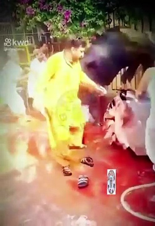 Funny Clips Compilation