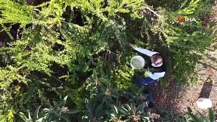Bir ağaç 200 kilo meyve veriyor kilosu 20 TL'den satılıyor