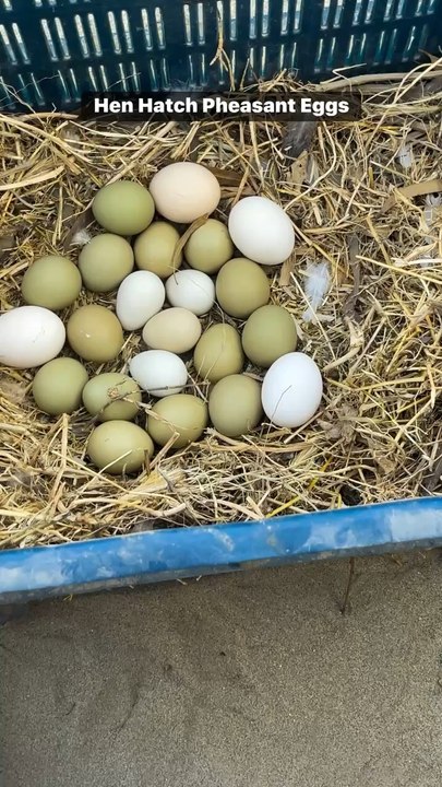 Hen Hatch Different Eggs