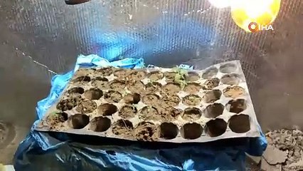 Buhar makinesi ile kenevir üretimi