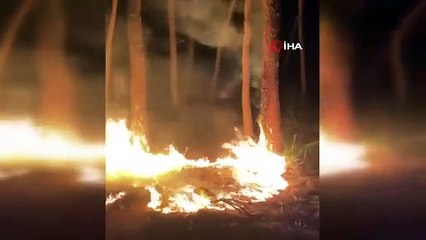 Sorgun Çamlığı’nda orman yangını 