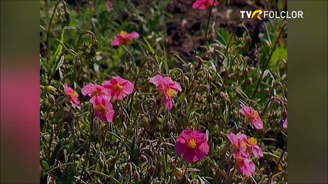 Marin Chisar - Interpretare la caval (Tezaur folcloric - arhiva TVR)