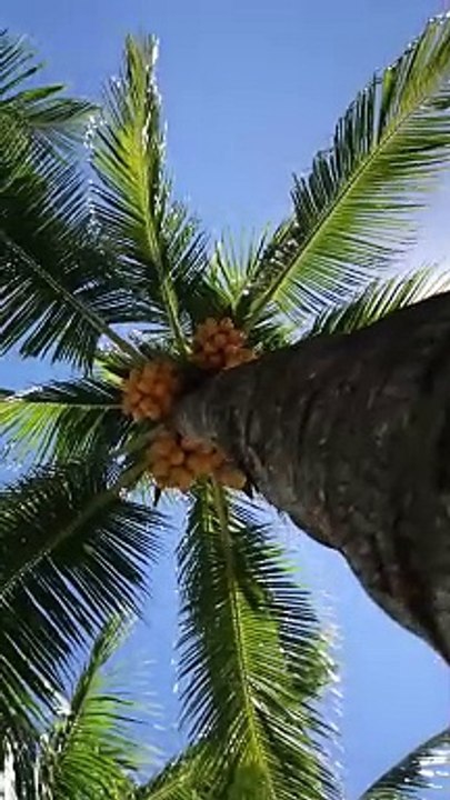 Coconut Tree