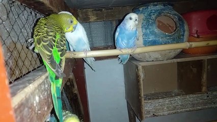 Australian bird, parrot,