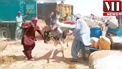 Pakistan mai qurbani ka janwar itnay khtarnak or khud qurbany honay wala b