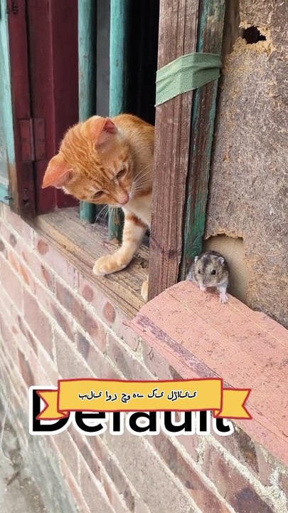 Bili aur chowy ka piyar