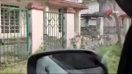 Kaçak leopar dehşet saçtı