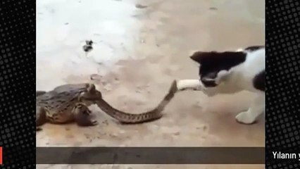 Yılan ölmeden önce kediye böyle saldırdı