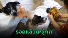สงสารจับใจ ! ช่วยน้องหมาที่โดนจับมัดใส่ถุงมาทิ้ง