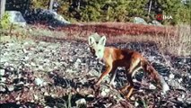 Kurnaz tilki fotokapanlara poz verdi 