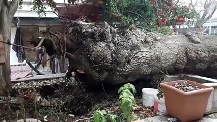 110 yıllık dev çınar devrildi
