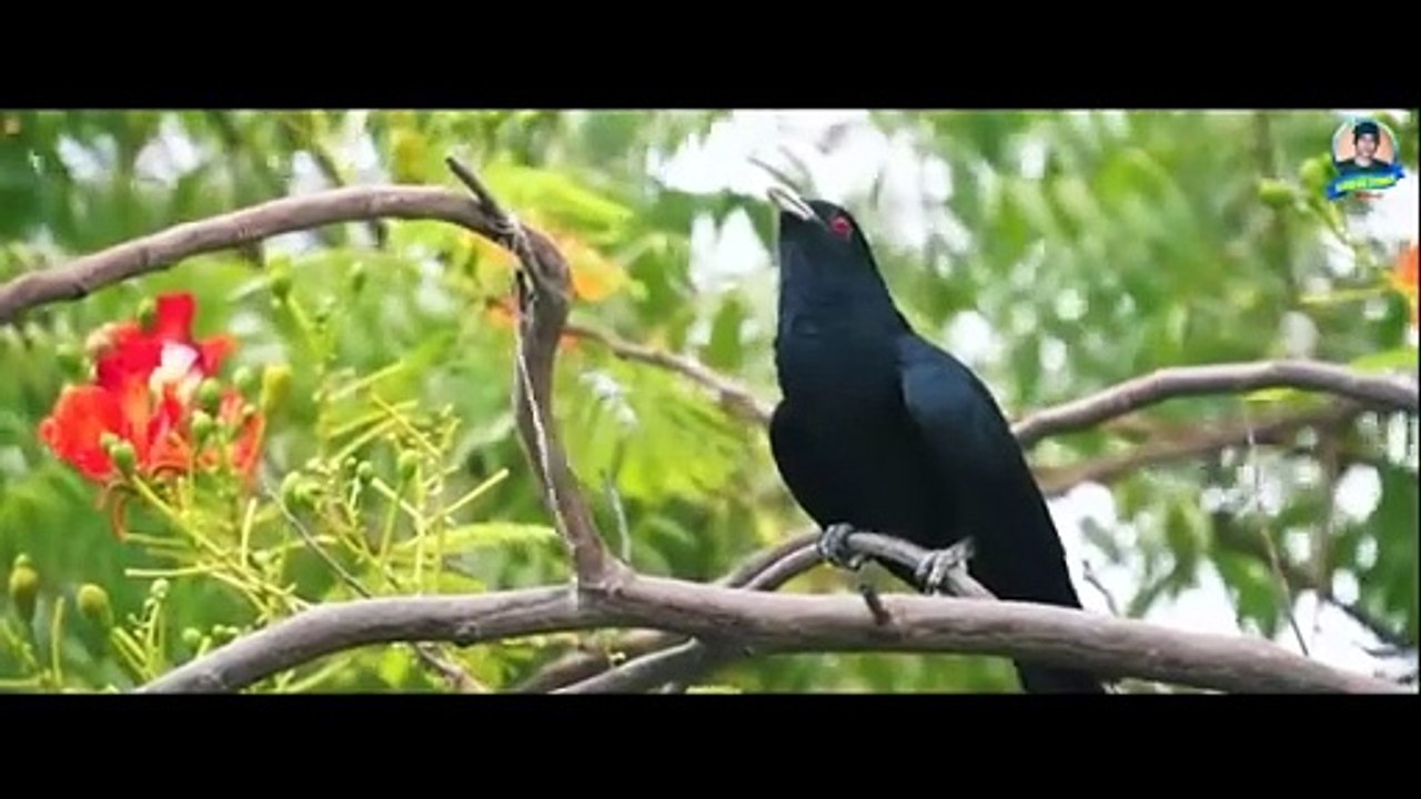 সাধের পুরুলিয়া//Sadher Purulia//kundan Kumar//Kanika Karmakar//New Purulia Song