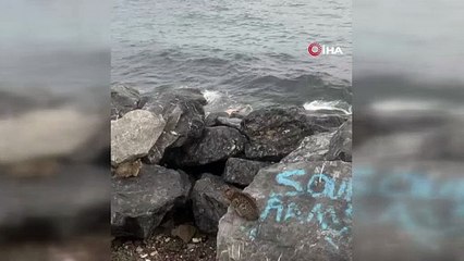 Yenikapı'da denizden ceset çıktı 