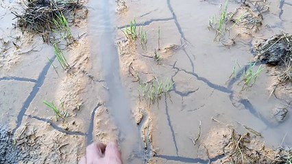 Lumpur Tambang PT Jaya Abadi Semesta Meluap ke Sawah di Haltim