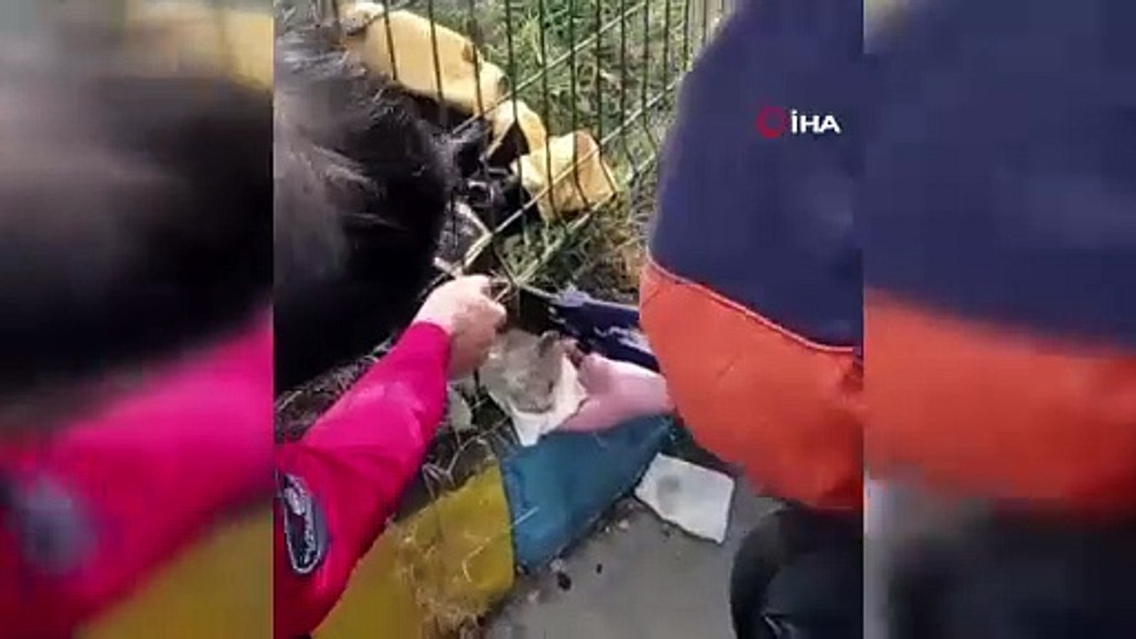Başını demir parmaklığa sıkıştıran kedi kurtarıldı